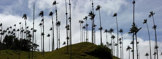 Valle De Cocora Panorama Colombia
