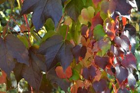 grape colorful leaves