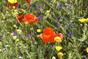 Klatschmohn Poppy Klatschrose
