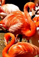 red flamingos under the sun