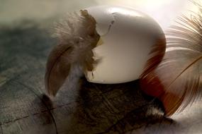 collage of feathers and light