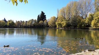 leaves on the lake