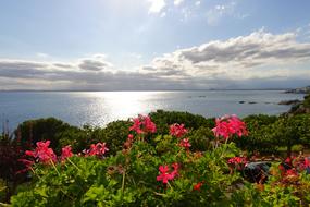 a meadow of beautiful flowers by the lake