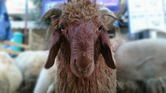 domestic Sheep on Farm