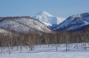 winter forest near the mountains