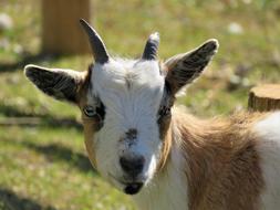 Goat Farm Animal