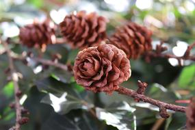 dried rose petals