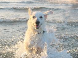 Kuvasz Dog Shepherd