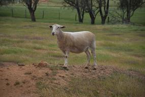 domestic Sheep on rural Farm