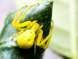 yellow spider on green leaf macro