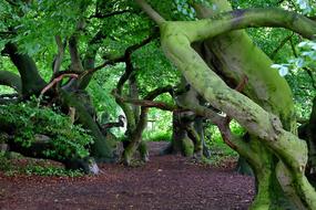 old trees in the moss in the forest