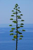 tree high in the sky