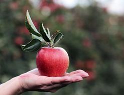 Apple Red