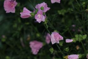 little pink flowers in the green grass