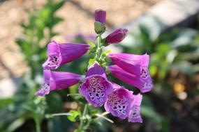 pink bells in the garden