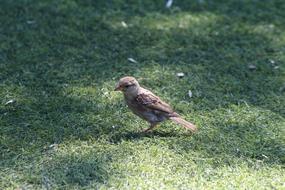 Sparrow Grass Istanbul