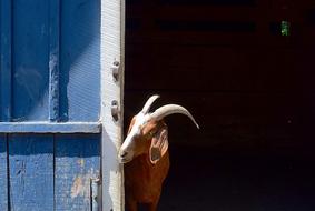 Goat Barn Face