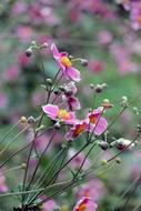 wild flowers in a beautiful field