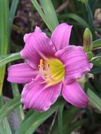 Day Lily Botanical Daylily