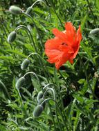 the flower disappeared into the grass
