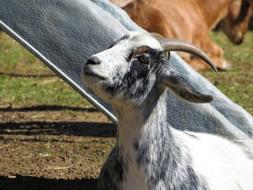 Goat Farm Animal