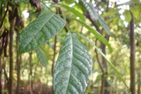 Dew Leaf Fresh