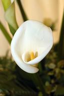 the white flower is beautiful in the garden