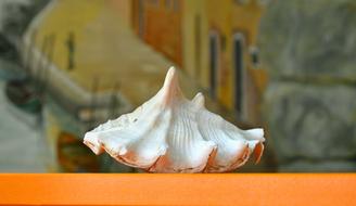 Close-up of the colorful shell on the orange surface, at colorful background