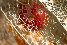 gold patterns with red berry