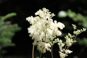 Flower White Summer
