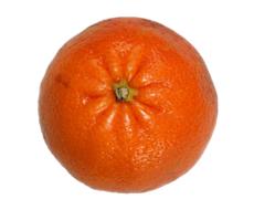 healthy citrus on a white background