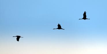 Geese Migratory Birds Bird