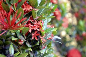 red tropical flowers on a bush, close-up