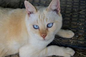 Blue Eyes Cat