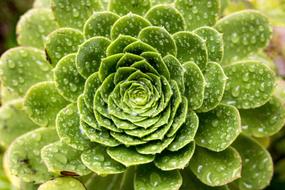 green cabbage pattern
