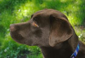 Chocolate Labrador Dog