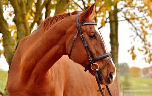 Horse Brown Animal