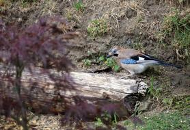 Jay Bird Foraging