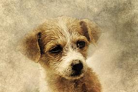 dog animal art abstract pet cute