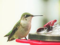 Bird Hummingbird Close Up