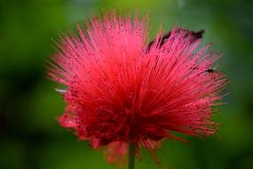 spiky red flower