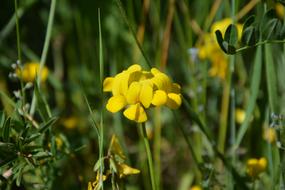 wildflower herb