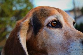 Mammal Dog Portrait