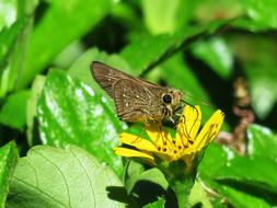 Butterfly Small Close Up