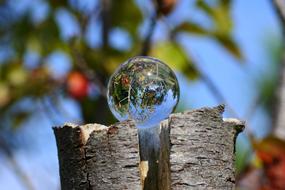 transparent ball on a log