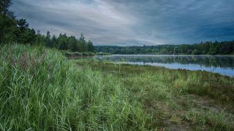 grass with a river in the woods