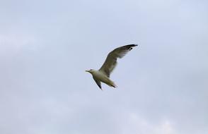 Seagull Flight Wings