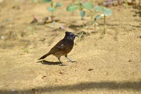 Cuckoo Bird in Nature