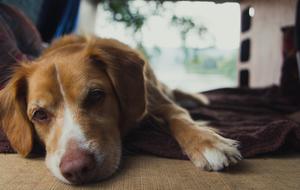 Dog Face Retriever Nova Scotian