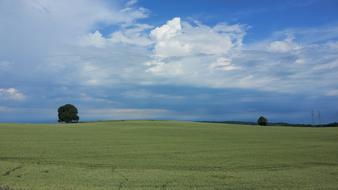 green meadows with trees
